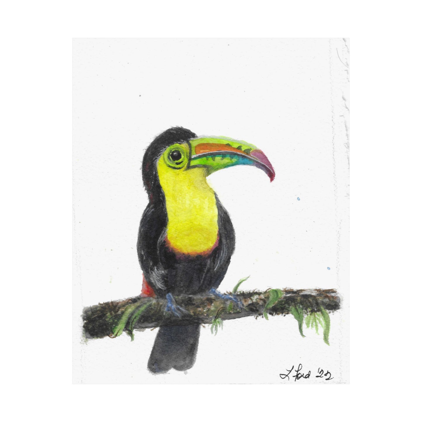 Toucan Art Poster | Colorful Tropical Bird Matte Print